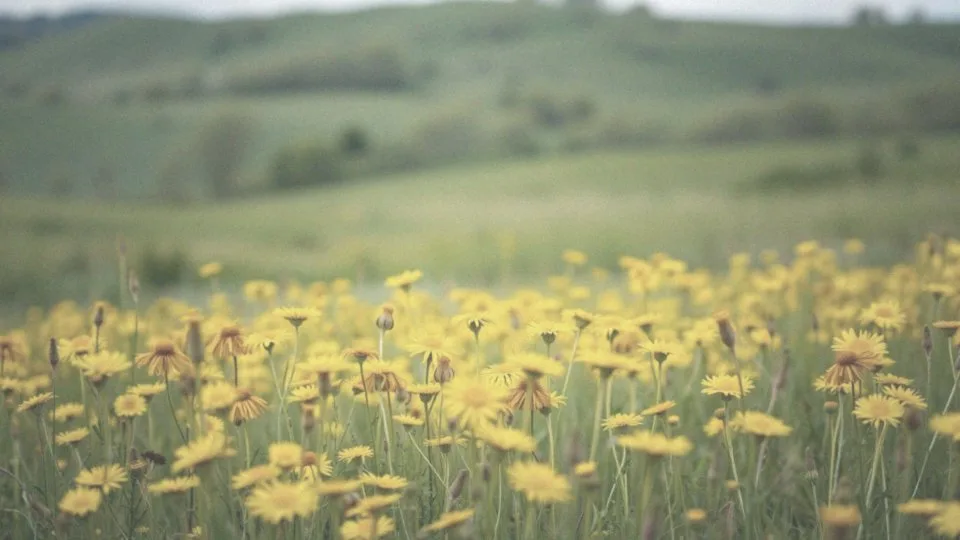 Co oznaczają żółte kwiaty? Symbolika i wszechstronne znaczenie