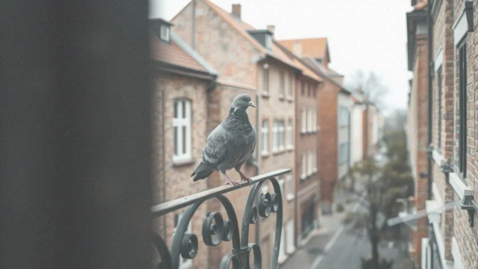 Gołąb na balkonie co oznacza? Symbolika i znaczenie w życiu